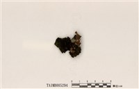 藏品(膠衣屬)的圖片